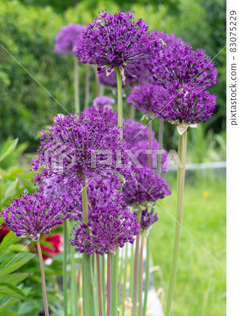 Persian onion, Allium hollandicum 83075229