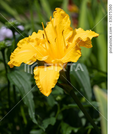 Day lily, Hemerocallis Day lily, Hemerocallis 83075360