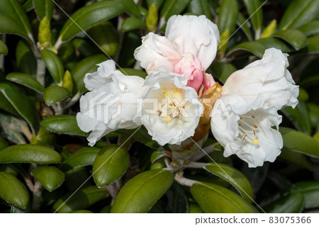 Rhododendron Hybrid Rhododendron Hybrid 83075366