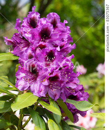 Rhododendron Hybrid Rhododendron Hybrid 83075367