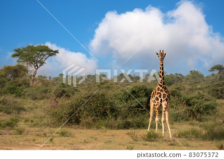 Baringo Giraffe, Giraffa camelopardalis Baringo Giraffe, Giraffa camelopardalis 83075372