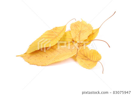 Beautiful colorful leaves Beautiful colorful leaves 83075947