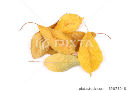 Beautiful colorful leaves 83075948