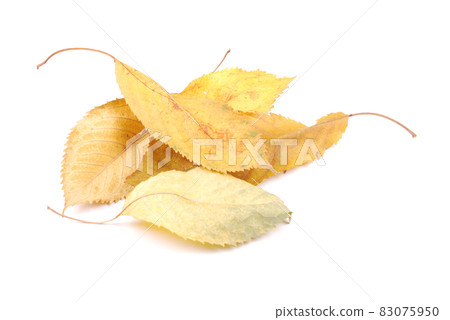 Beautiful colorful leaves 83075950