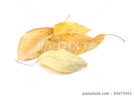 Beautiful colorful leaves Beautiful colorful leaves 83075951