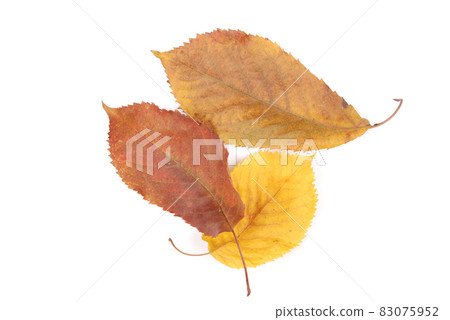 Beautiful colorful leaves Beautiful colorful leaves 83075952