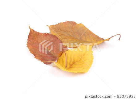 Beautiful colorful leaves Beautiful colorful leaves 83075953