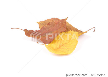 Beautiful colorful leaves Beautiful colorful leaves 83075954