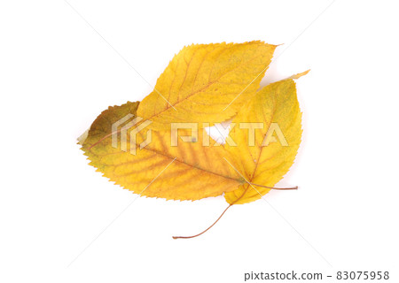 Beautiful colorful leaves Beautiful colorful leaves 83075958