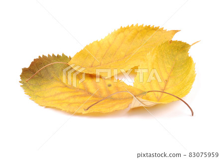 Beautiful colorful leaves Beautiful colorful leaves 83075959