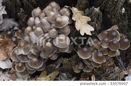 Group of poisonous mushrooms growing on a tree trunk in the forest Group of poisonous mushrooms growing on a tree trunk in the forest 83076007