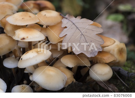 Group of yellow mushrooms growing on a tree trunk in the autumn forest. Group of yellow mushrooms growing on a tree trunk in the autumn forest. 83076008