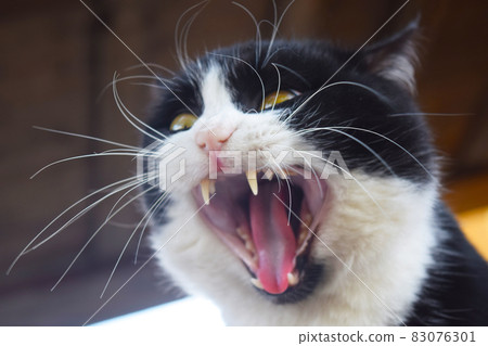 the photo very agressive cat, scottish-straight, on dark red 83076301