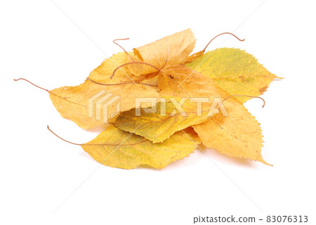 Beautiful colorful leaves Beautiful colorful leaves 83076313