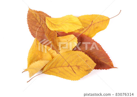 Beautiful colorful leaves Beautiful colorful leaves 83076314