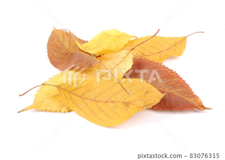 Beautiful colorful leaves 83076315
