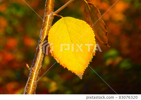 Collection of Beautiful Colorful Autumn Leaves green 83076320