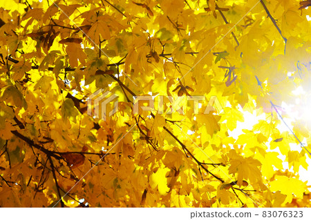Yellow, orange and red autumn leaves in beautiful Yellow, orange and red autumn leaves in beautiful 83076323