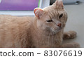 red cat with frozen ears rests and smiles 83076619
