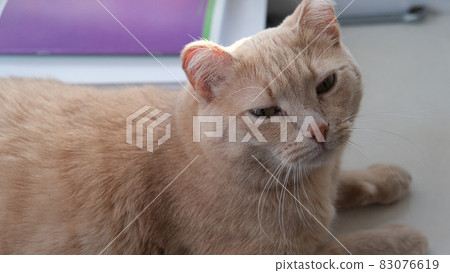 red cat with frozen ears rests and smiles 83076619