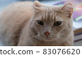red cat with peach hue with frozen ears 83076620