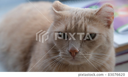 red cat with peach hue with frozen ears 83076620