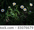 daisies illuminated by sunlight nga glade. white daisies 83076679