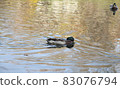 duck swims on the lake and looks for food 83076794