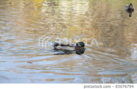 duck swims on the lake and looks for food duck swims on the lake and looks for food 83076794