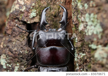 Male of Hiratakuwagata 83078671
