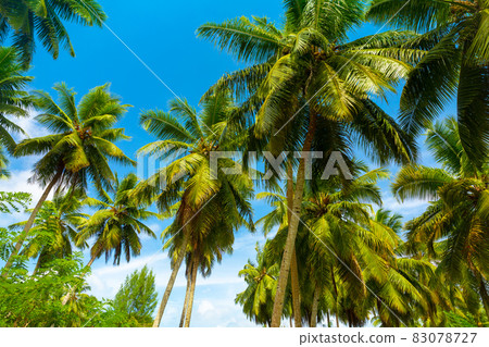 Coconut palms on the beach on a sunny day. La Digue Island, Seychelles Coconut palms on the beach on a sunny day. La Digue Island, Seychelles 83078727