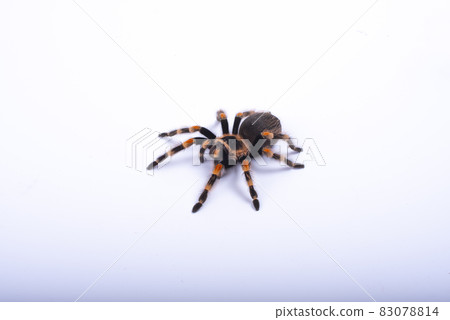 Mexican redknee tarantula female spider. Spider Tarantula brachypelma smithi on white background. Halloween concept. Mexican redknee tarantula female spider. Spider Tarantula brachypelma smithi on white background. Halloween concept. 83078814