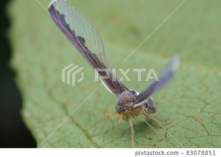 敘利亞 Kahane na Gaunka 83078851