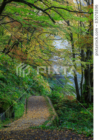 [Tenjinkyo, Higashikawa-cho, Hokkaido] Autumn scenery with beautiful autumn leaves on the walking path October 83078896