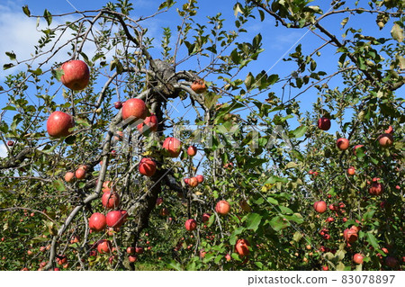 Apple that turned red Apple that turned red 83078897