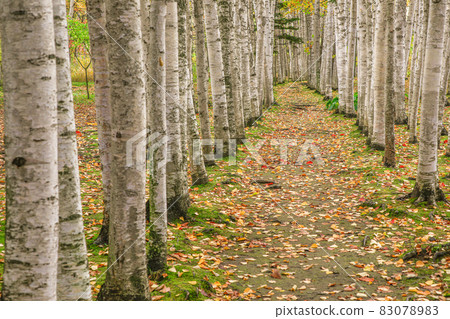 [Biei-cho, Hokkaido] Takushinkan / Shirakaba Corridor Autumn October 83078983