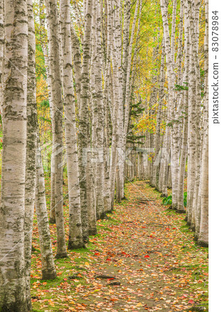 [Biei-cho, Hokkaido] Autumn scenery of the birch corridor with beautiful yellow leaves October 83078984