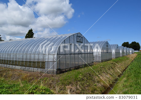 Greenhouse greenhouse cultivation 83079031