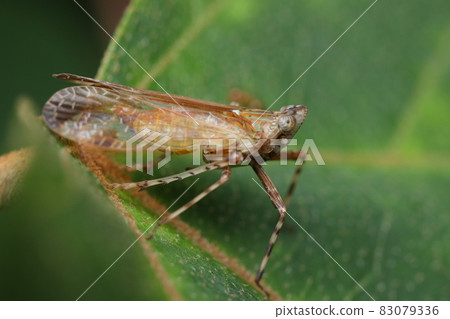 Tsumaguro scarf 83079336