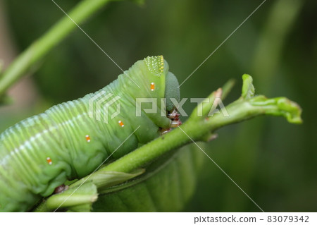 Larva of Hawk-moth grass that eats gardenia leaves Larva of Hawk-moth grass that eats gardenia leaves 83079342