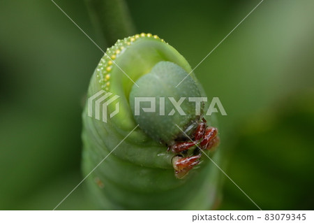 毛蟲幼蟲 83079345