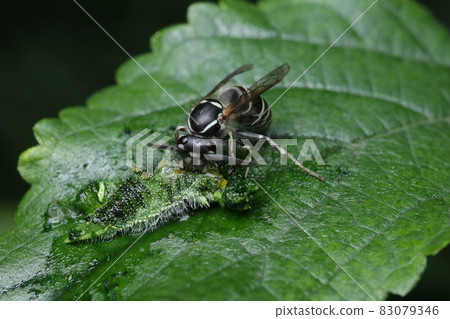 Vespula flavices 吃角蟲 83079346