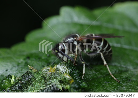 Vespula flavices 吃角蟲 83079347