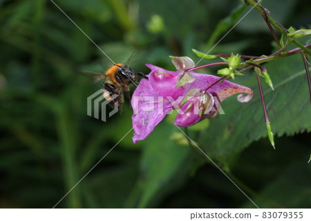 長春和野蜂 83079355