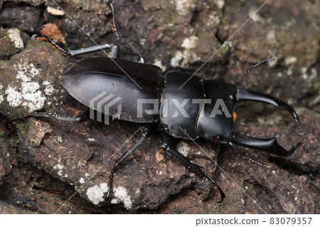 Dorcus rectus 十月 Dorcus rectus 十月 83079357
