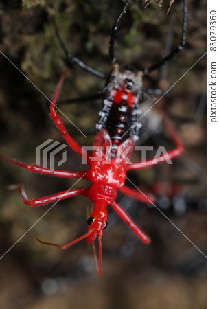Agriosphodrus chinensis (larva) immediately after molting Agriosphodrus chinensis (larva) immediately after molting 83079360