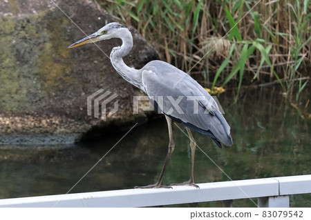 Gray heron 83079542