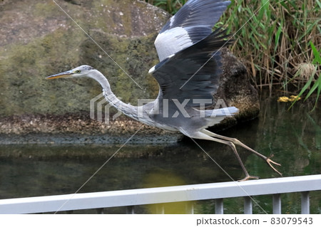 Gray heron 83079543