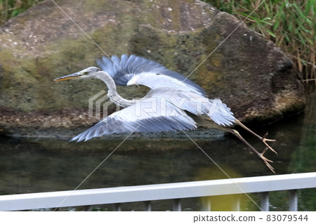 Gray heron 83079544