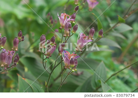 Purple flower of lesser cuckoo [green background] 83079734